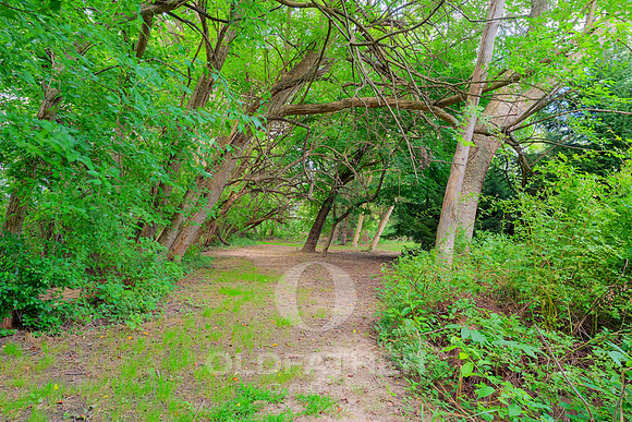 CARPENTER-7179-PRINT-047