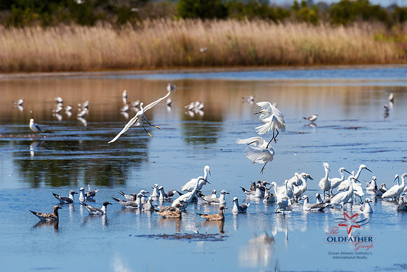 SnowyEgrets_BroadkillBeach2