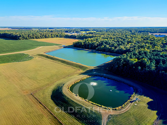 VILLAGE-OF-COOL-BRANCH-PRINT-007