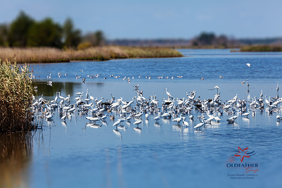SnowyEgrets_BroadkillBeach